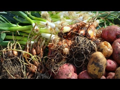 how to harvest shallots