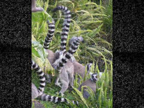 culture heritage 0 A TOUR OF AUCKLAND ZOO