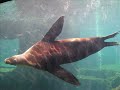 Auckland Zoo Compilation