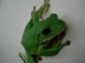 Green Tree Frog Jumping
