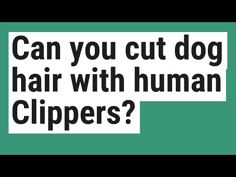 Can you cut dog hair with human Clippers?