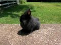 videos de Figaro - 6 Week Old Lionhead Bunny