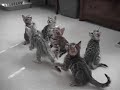 funny bengal kittens funny bengal kittens