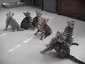 funny bengal kittens