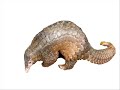 If I Were A Pangolin If I Were A Pangolin