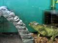 videos de chameleon
