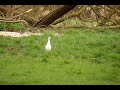 Cattle Egret Bridge Marsh Colyford Cattle Egret Bridge Marsh Colyford