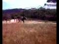 videos de 16 year old quarter horse.mp4