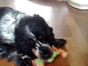 English Cocker spaniel Daimler Playing 01