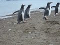 Gentoo pinquins
