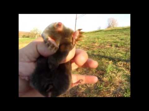 mole - I catch this mole using only a shovel...he tries to bite me several times. The bumper music is from the band New Order, album- Waiting For The Sirens Call. I...