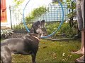 A fast-paced action flick starring our favorite black puppy!
