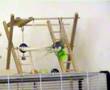 BUDGIES - PAUL & LULU - FUN WITH GYM