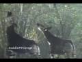 videos de D.W. Animal Kingdom~ 11/26/08 - Okapi/Bats+More!