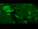 Amasis WW2 wreck dive - A Cronje production Amasis WW2 wreck dive - A Cronje production