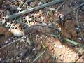 Sorry my mistake... I put the wrong name at this video. It's not a Lizard but Caterpillar that was killed by the Wasp. I felt like a cameraman of National Geographic, heheheheheh!!!!! The wasp stay about 10 minutes till suck all Lizard`s green blood. So cool, heheheheh!!!!!!