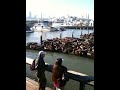Sealions at pier 39