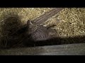 Philadelphia Zoo Meerkat Tries to Sneak into Aardvark\