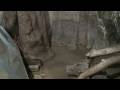 videos de Philadelphia Zoo Meerkat Tries to Sneak into Aardvark's Den