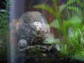Beta Tank New Light
