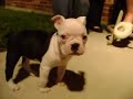 Name this Boston Terrier puppy VII Name this Boston Terrier puppy VII