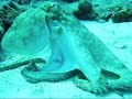 Playa Scuba Cozumel buceo con pulpo y calamar