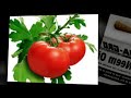 Where To Buy Neem Oil