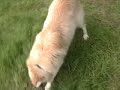 Dog goes crazy Dog goes crazy