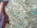 videos de Breyer Movie ~ Arthur ~ The Story of A legend ~ Part 9
