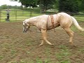 Yearling