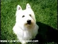 Clever Doggy