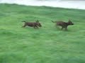 Les Lutins de la Cerisaie - Sp�cial b�b�s chiots (partie 2)