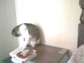 videos de Cat Tail Chase