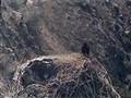 A Bald Eagle's Successful First Flight