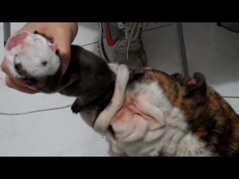 how to care english bulldog puppy