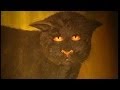 AX  CLASSIC - BLACK CAT OF KILLARKEE PART 2
