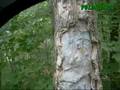 Around Tychy - The Hornets Attack (Atak Szerszeni)