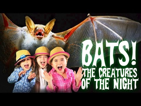 All About Bats