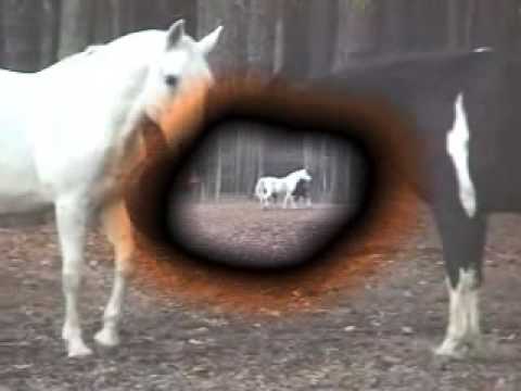lipizzaner