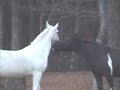 LIPIZZAN LIPIZZANER HORSE PLAY   HORSEPLAY