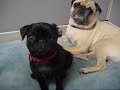 Pugs playing Pugs playing