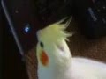 Cockatiel fight for life wonderful update number 2!!