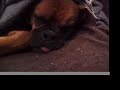Oscar the Boxer passes out cold...