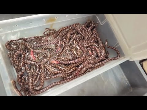 YouTube reptile video