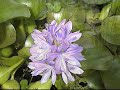 Water Hyacinth
