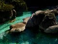 Are harbour seals cool?