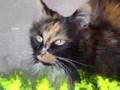 Hazelpaw