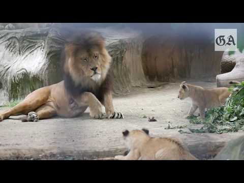 Neuwied: Die Lwenbabys im Zoo Neuwied (2017)