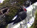 Pileated woodpecker -- Picapinos, pajaro carpintero Pileated woodpecker -- Picapinos, pajaro carpintero