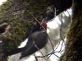 Pileated woodpecker -- Picapinos, pajaro carpintero